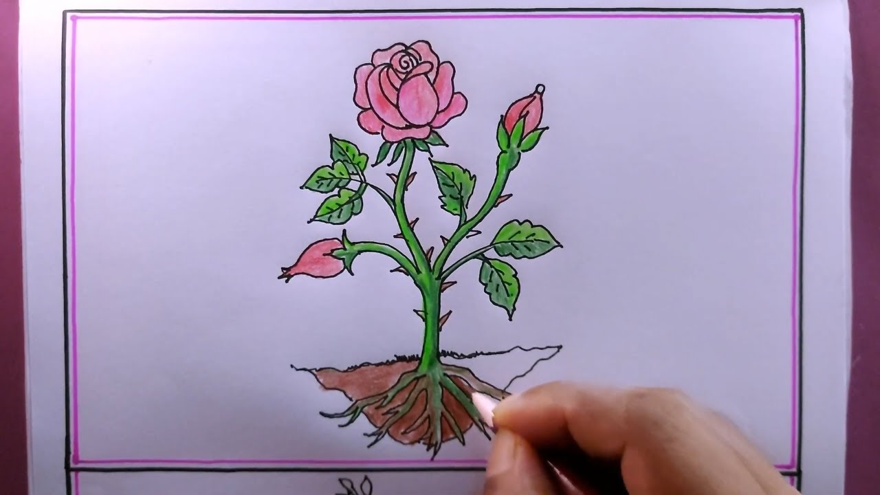 Rose Pencil Drawing, Printable Rose Wall Art, Centrifolia Rose Decor, Rose  Plant Art, Botanical Print, Single Print 3363 INSTANT DOWNLOAD - Etsy
